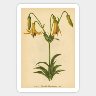Canada Lily-Available As Art Prints-Mugs,Cases,Duvets,T Shirts,Stickers,etc Sticker